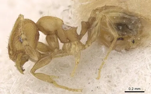 Pheidole flavens specimen CASENT0913324 image casent0913324_3