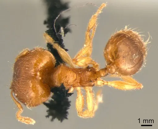 Pheidole flavens specimen CASENT0915953 image casent0915953_1