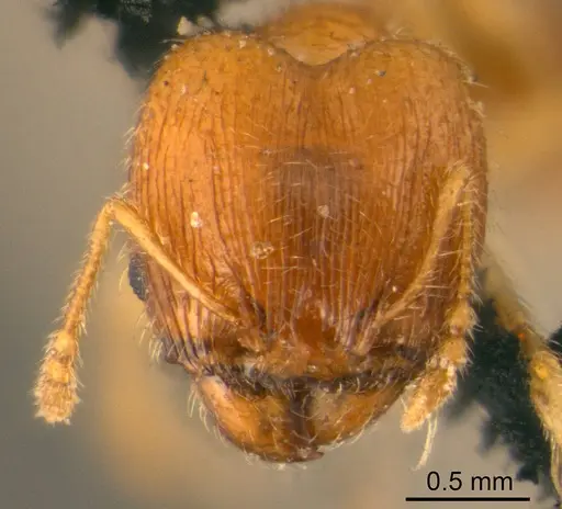 Pheidole flavens specimen CASENT0915953 image casent0915953_2