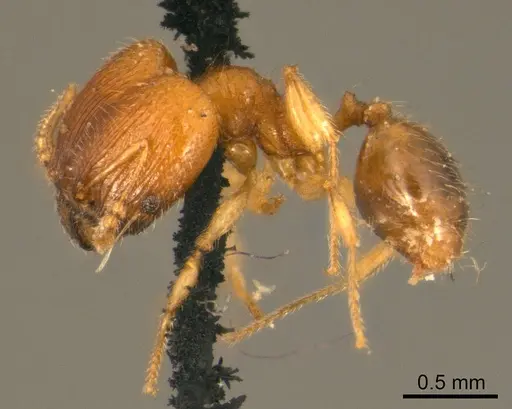 Pheidole flavens specimen CASENT0915953 image casent0915953_3