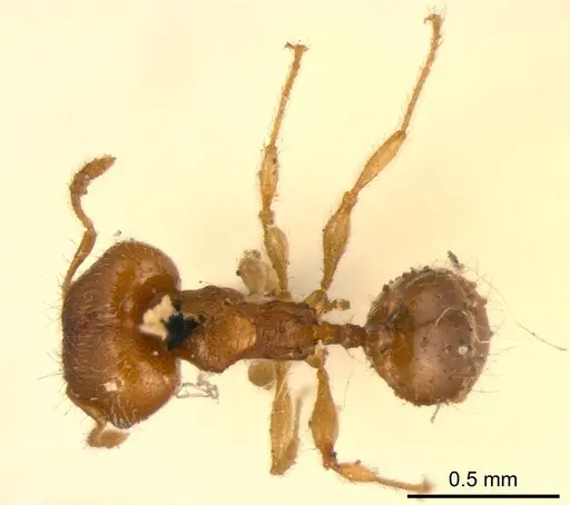 Pheidole flavens specimen CASENT0915954 image casent0915954_1