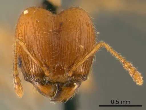 Pheidole flavens specimen CASENT0915954 image casent0915954_2