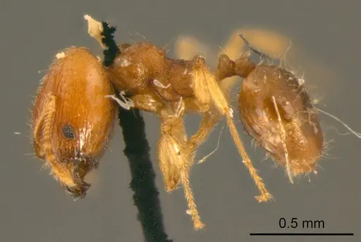 Pheidole flavens specimen CASENT0915954 image casent0915954_3