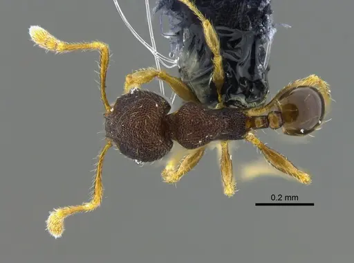 Pheidole flavens specimen CBUMAGENT42021 image cbumagent42021_1