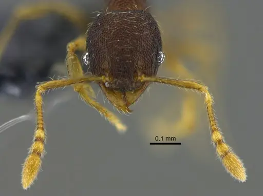 Pheidole flavens specimen CBUMAGENT42021 image cbumagent42021_2