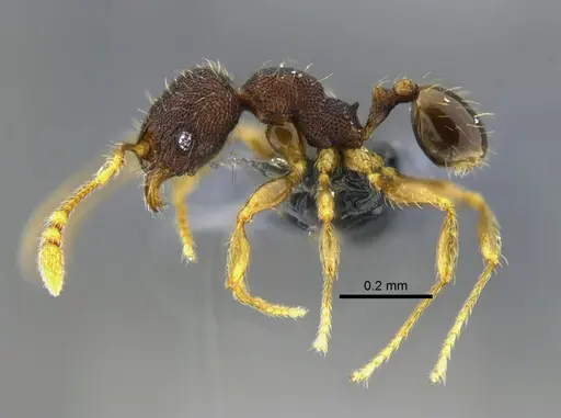 Pheidole flavens specimen CBUMAGENT42021 image cbumagent42021_3