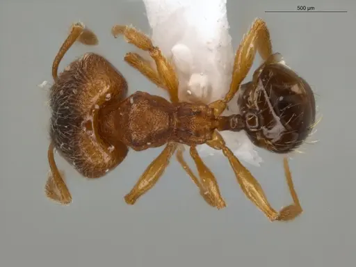 Pheidole flavens specimen ECOFOG-IT14-0302-101-S image ecofog-it14-0302-101-s_1