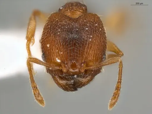 Pheidole flavens specimen ECOFOG-IT14-0302-101-S image ecofog-it14-0302-101-s_2