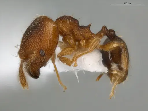 Pheidole flavens specimen ECOFOG-IT14-0302-101-S image ecofog-it14-0302-101-s_3