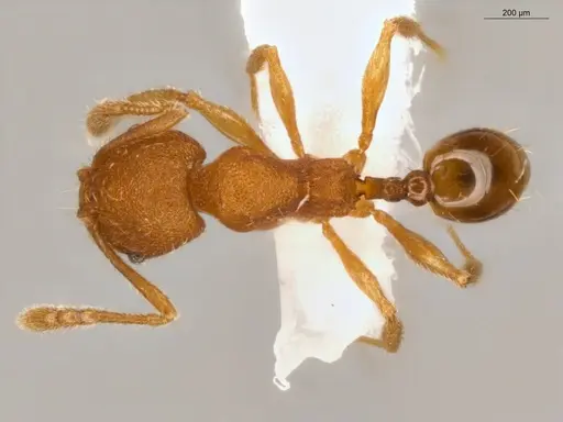 Pheidole flavens specimen ECOFOG-IT14-0302-101 image ecofog-it14-0302-101_1