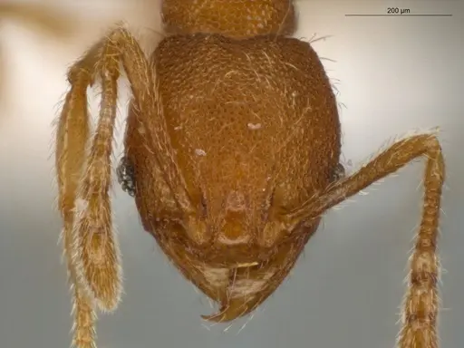 Pheidole flavens specimen ECOFOG-IT14-0302-101 image ecofog-it14-0302-101_2