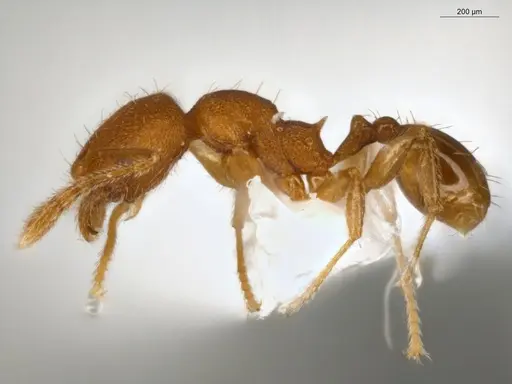 Pheidole flavens specimen ECOFOG-IT14-0302-101 image ecofog-it14-0302-101_3