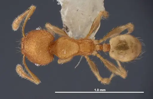 Pheidole flavens specimen FMNHINS0000088648 image fmnhins0000088648_1