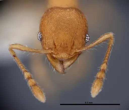 Pheidole flavens specimen FMNHINS0000088648 image fmnhins0000088648_2