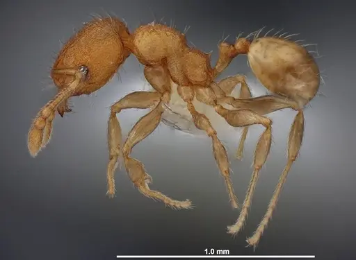 Pheidole flavens specimen FMNHINS0000088648 image fmnhins0000088648_3