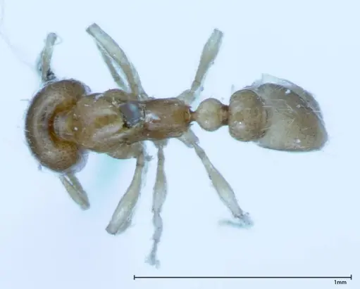 Pheidole flavens specimen FOCOL0032 image focol0032_1