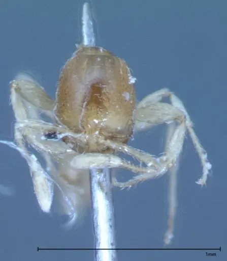 Pheidole flavens specimen FOCOL0032 image focol0032_2