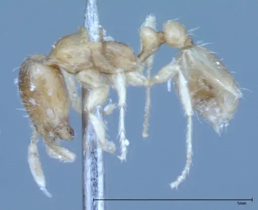 Pheidole flavens specimen FOCOL0032 image focol0032_3