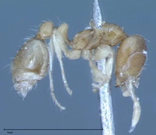 Pheidole flavens specimen FOCOL0032 image focol0032_4