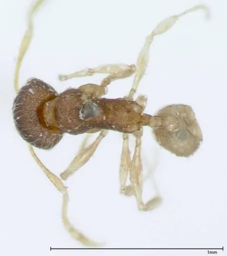 Pheidole flavens specimen FOCOL0033 image focol0033_1