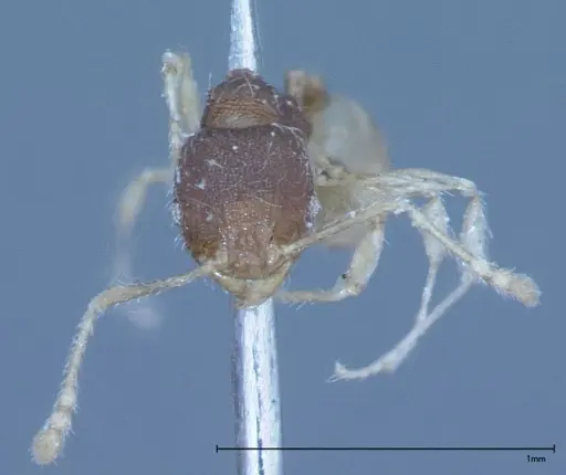 Pheidole flavens specimen FOCOL0033 image focol0033_2