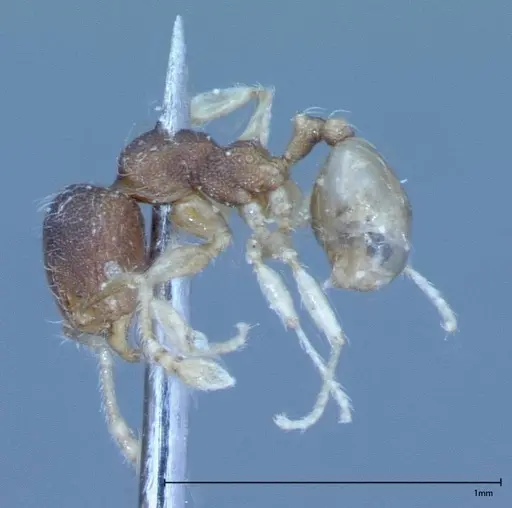 Pheidole flavens specimen FOCOL0033 image focol0033_3