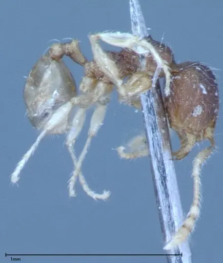 Pheidole flavens specimen FOCOL0033 image focol0033_4