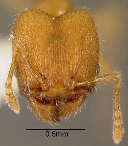 Pheidole flavens specimen INBIOCRI002279782 image inbiocri002279782_1
