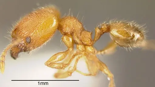 Pheidole flavens specimen INBIOCRI002279782 image inbiocri002279782_2