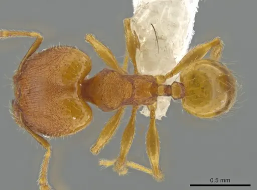 Pheidole flavens specimen JTLC000013999 image jtlc000013999_1