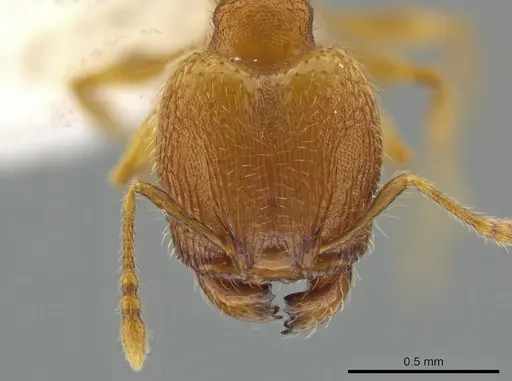 Pheidole flavens specimen JTLC000013999 image jtlc000013999_2