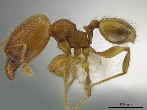Pheidole flavens specimen JTLC000013999 image jtlc000013999_3