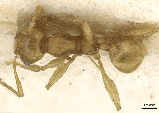 Pheidole flavida specimen CASENT0915434 image casent0915434_1