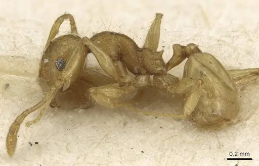 Pheidole flavida specimen CASENT0915434 image casent0915434_3