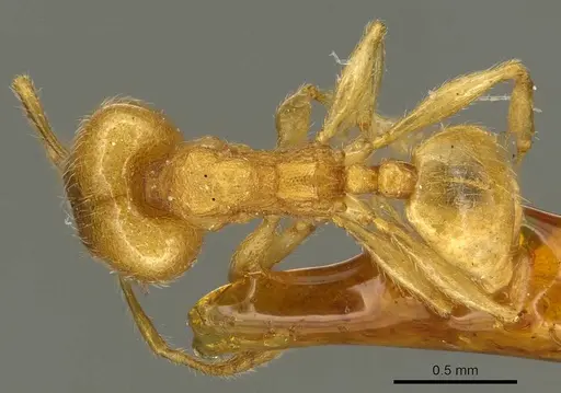 Pheidole flavida specimen CASENT0916058 image casent0916058_1