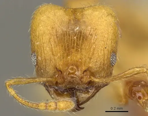 Pheidole flavida specimen CASENT0916058 image casent0916058_2