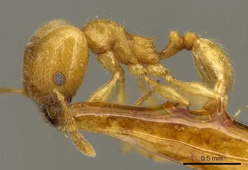 Pheidole flavida specimen CASENT0916058 image casent0916058_3