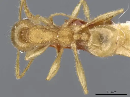 Pheidole flavida specimen CASENT0919778 image casent0919778_1