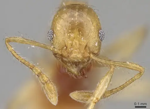 Pheidole flavida specimen CASENT0919778 image casent0919778_2
