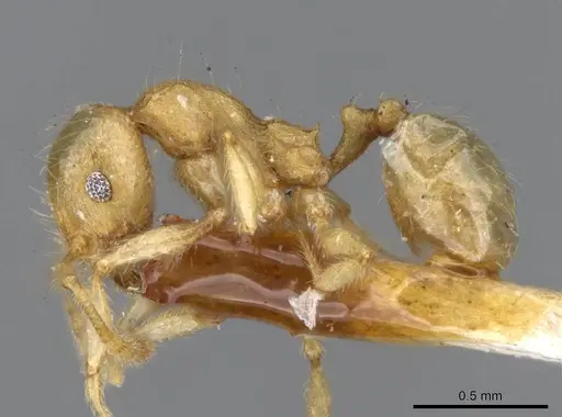 Pheidole flavida specimen CASENT0919778 image casent0919778_3