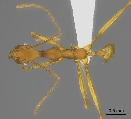 Pheidole flavodepressa specimen CASENT0198240 image casent0198240_1