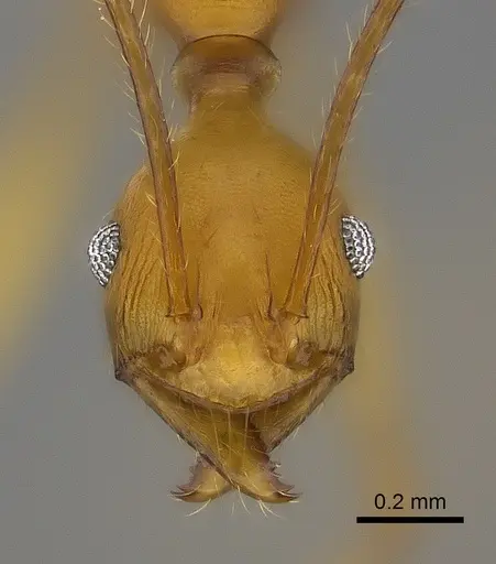 Pheidole flavodepressa specimen CASENT0198240 image casent0198240_2