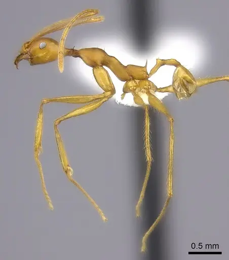 Pheidole flavodepressa specimen CASENT0198240 image casent0198240_3