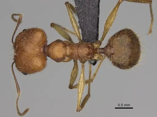 Pheidole flavodepressa specimen CASENT0243625 image casent0243625_1