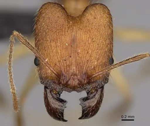 Pheidole flavodepressa specimen CASENT0243625 image casent0243625_2