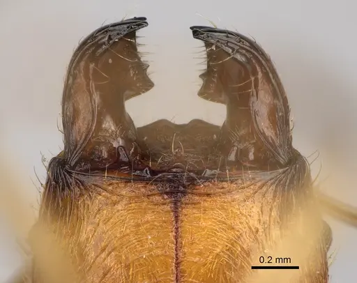 Pheidole flavodepressa specimen CASENT0243625 image casent0243625_3