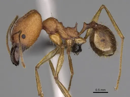 Pheidole flavodepressa specimen CASENT0243625 image casent0243625_4
