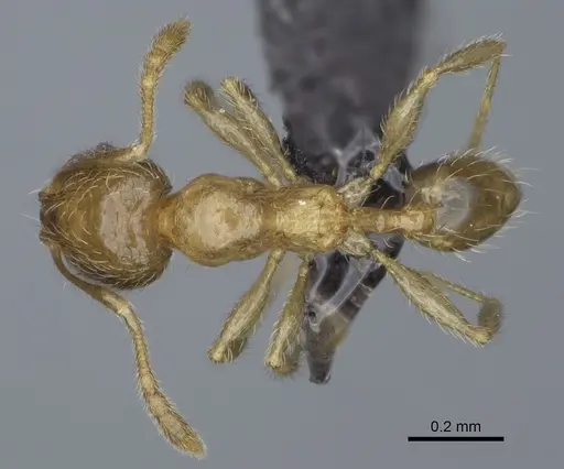 Pheidole flavominuta specimen CASENT0162186 image casent0162186_1
