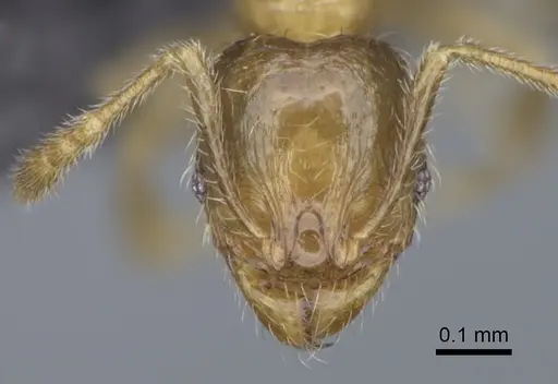 Pheidole flavominuta specimen CASENT0162186 image casent0162186_2