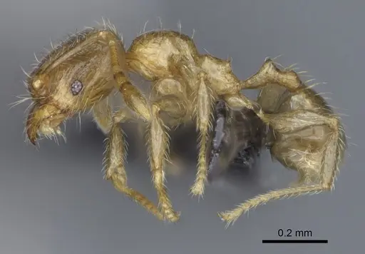 Pheidole flavominuta specimen CASENT0162186 image casent0162186_3